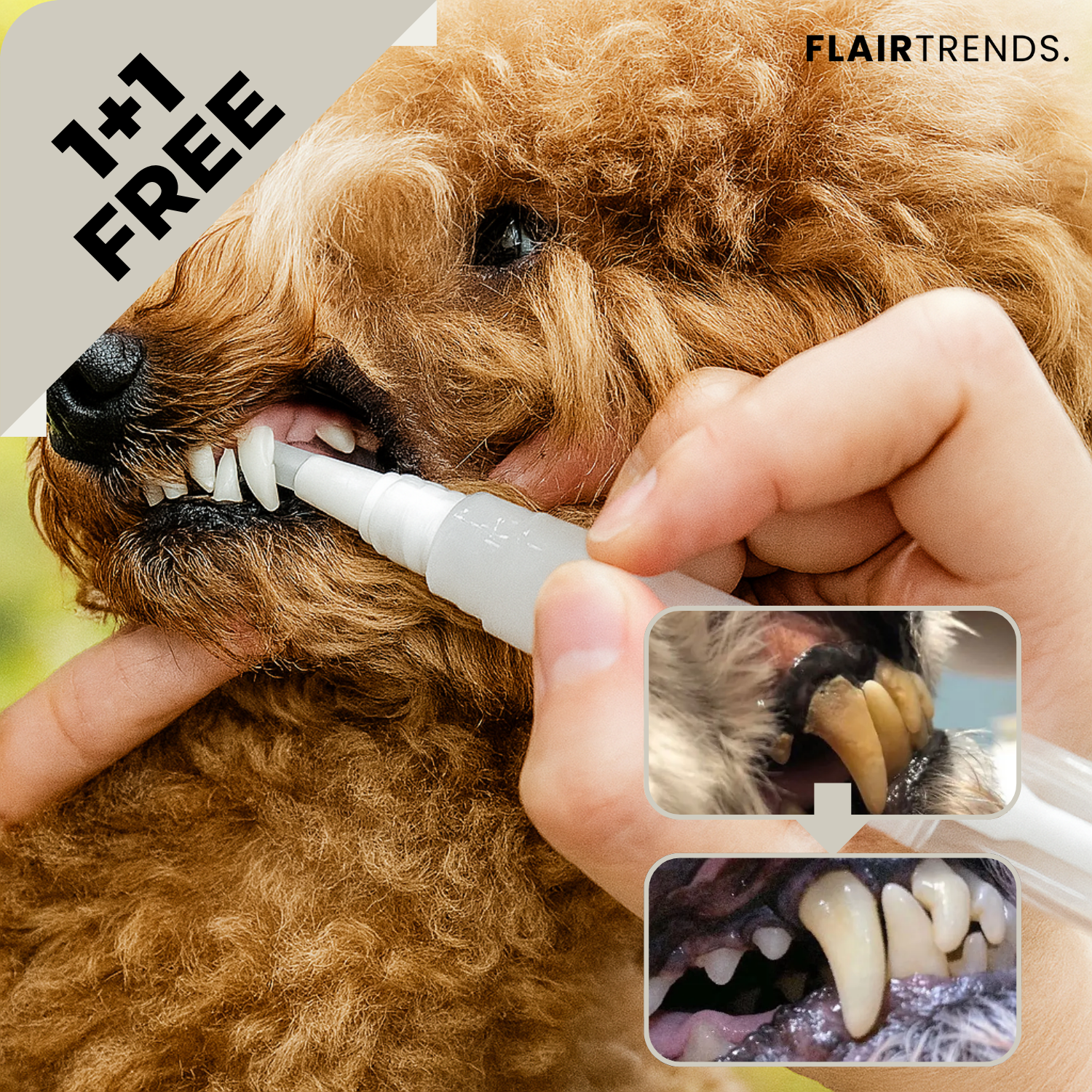 1+1 FREE |PawBright – Pet Dental Care Made Easy