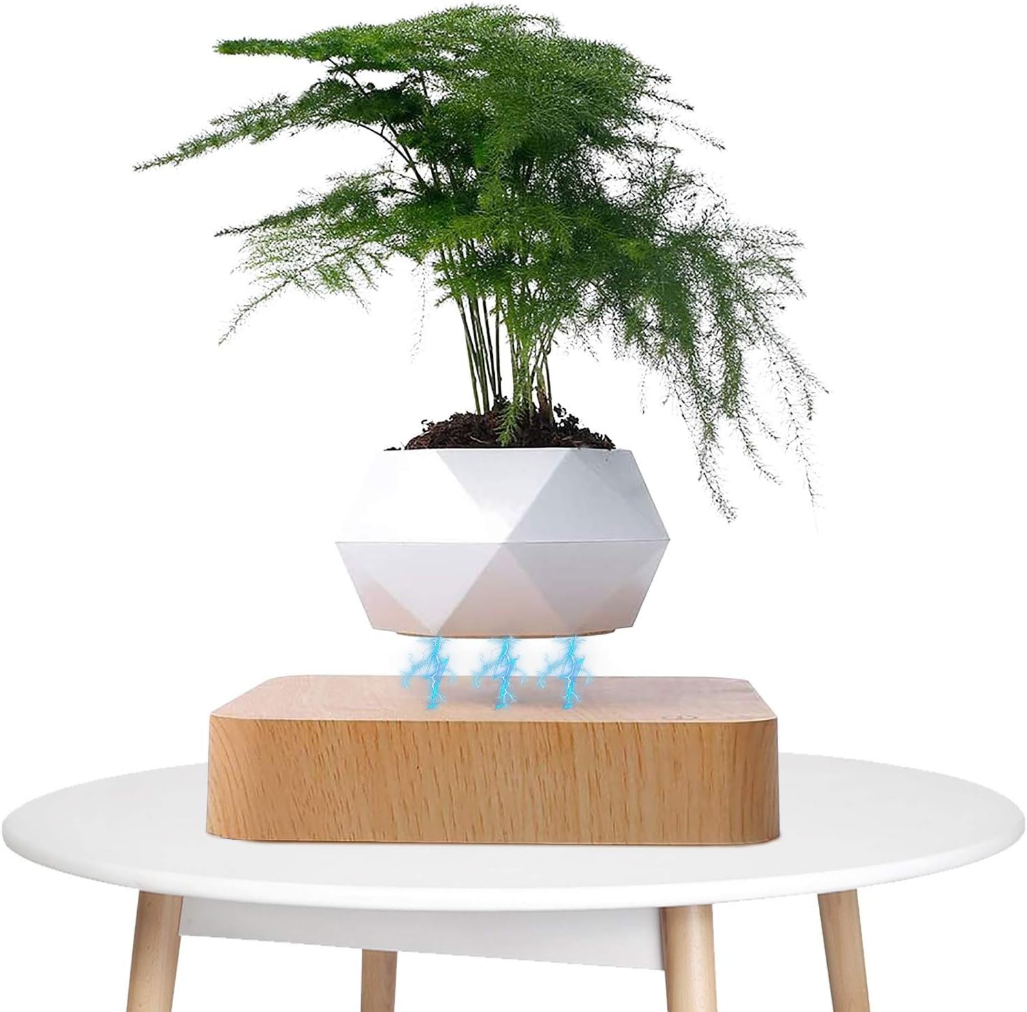 Plantlev – The Floating Plant That Attracts All Eyes!