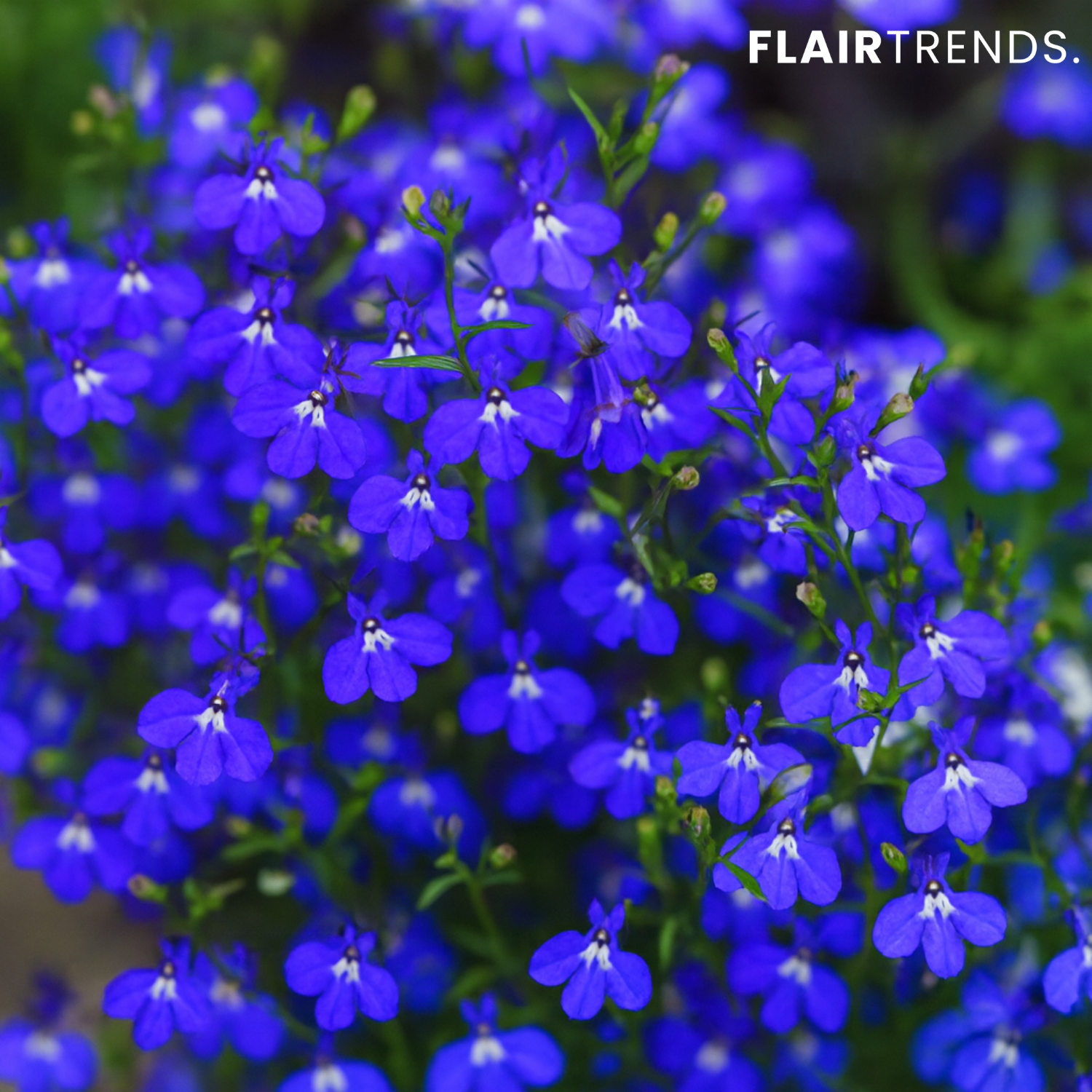 BloomMat – The fragrant ground cover for gardens and paths