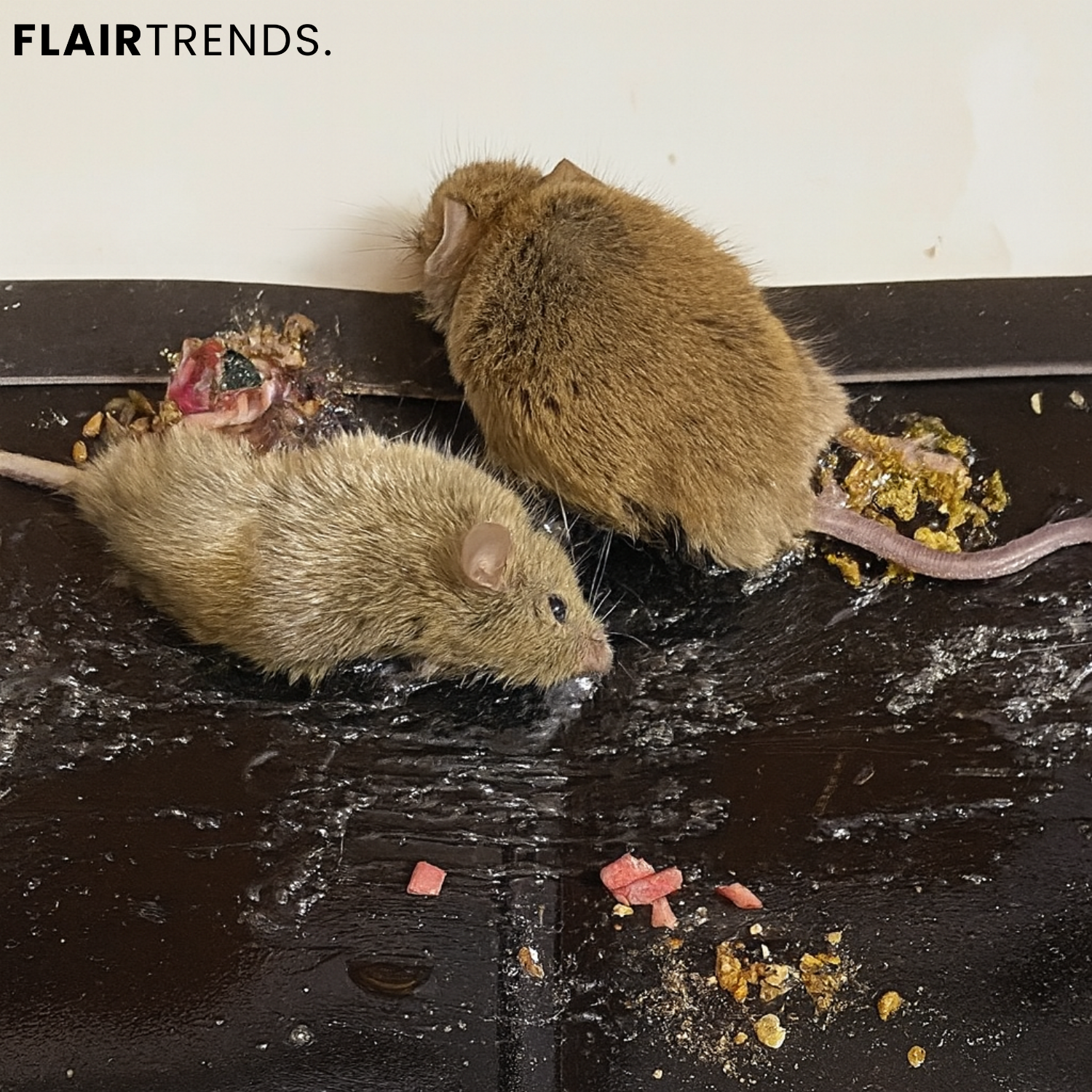 RatTrap – Non-Toxic Sticky Trap Against Pests