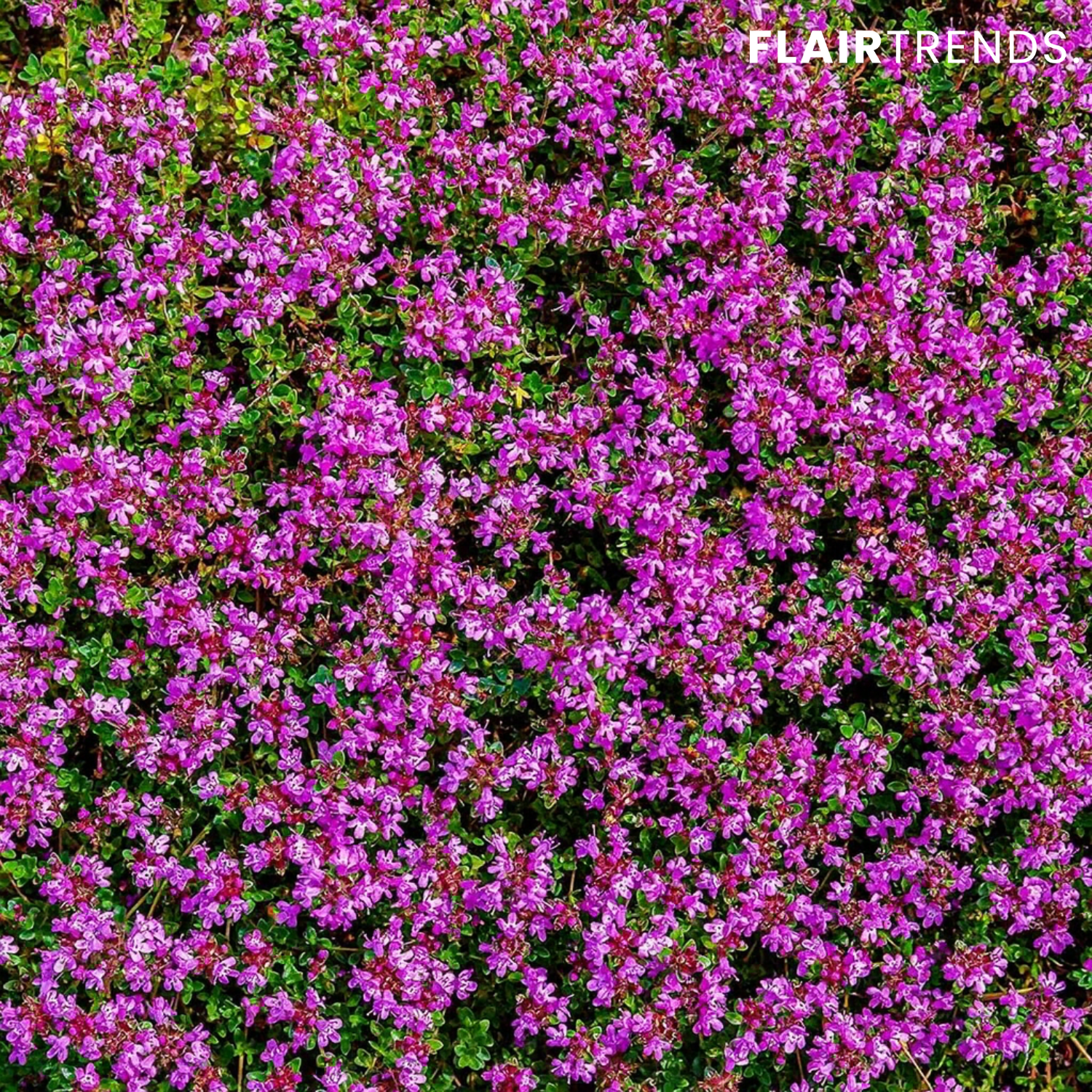 BloomMat – The fragrant ground cover for gardens and paths