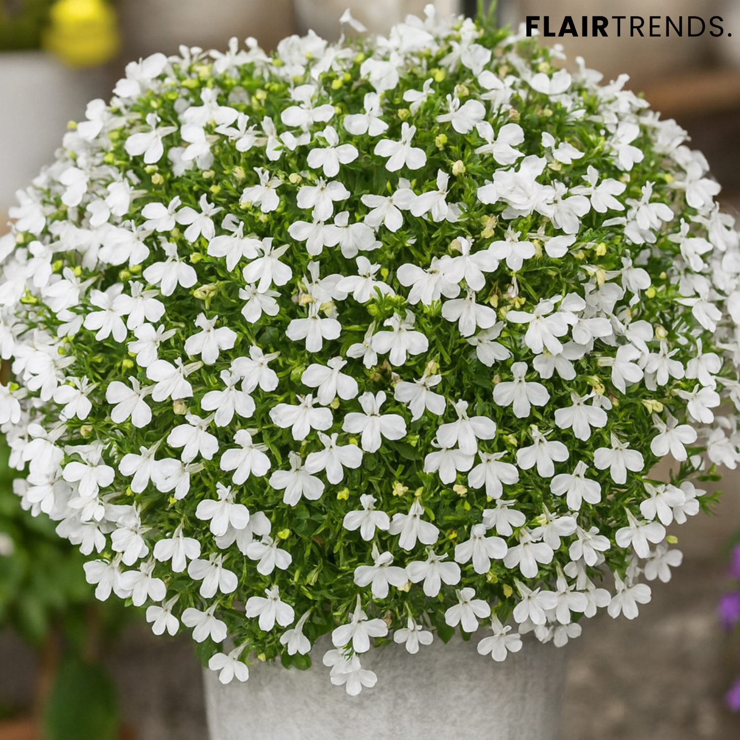 BloomMat – The fragrant ground cover for gardens and paths