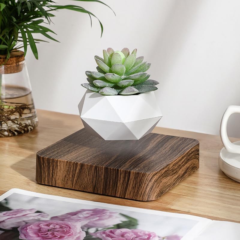 Plantlev – The Floating Plant That Attracts All Eyes!