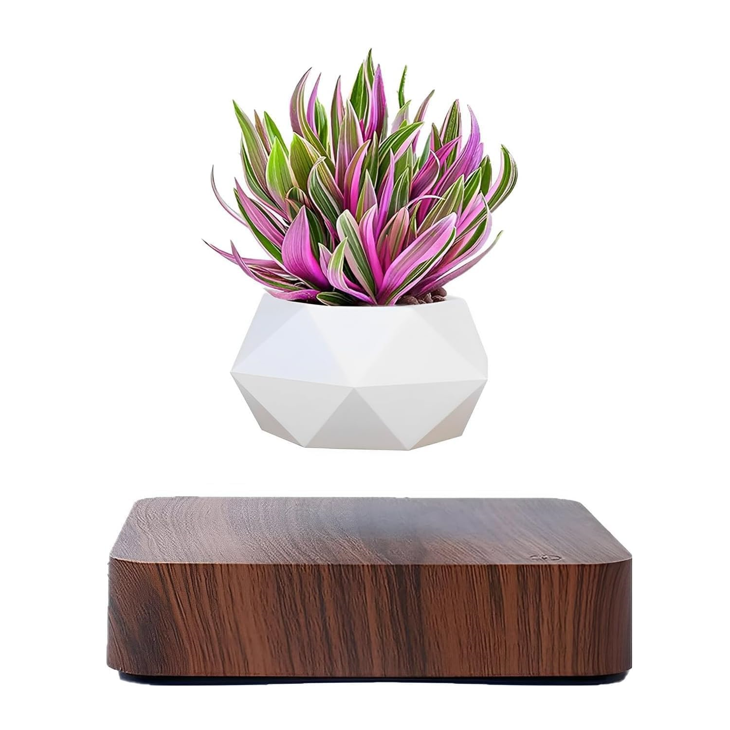 Plantlev – The Floating Plant That Attracts All Eyes!