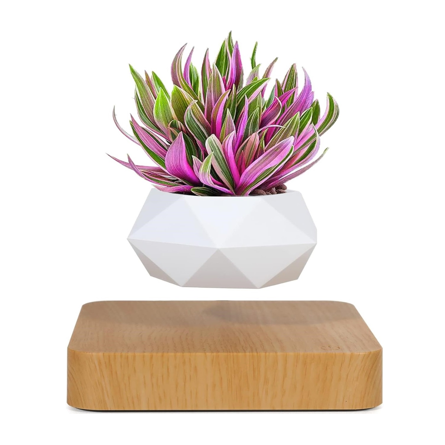 Plantlev – The Floating Plant That Attracts All Eyes!