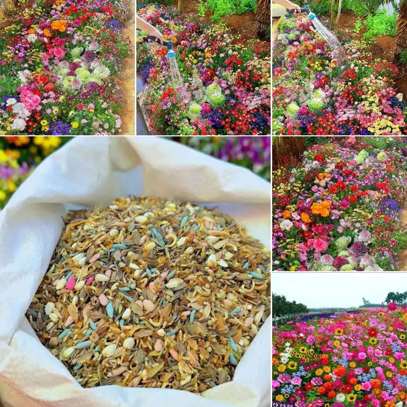 BloomMix – A Colorful Flower Variety All Year Round