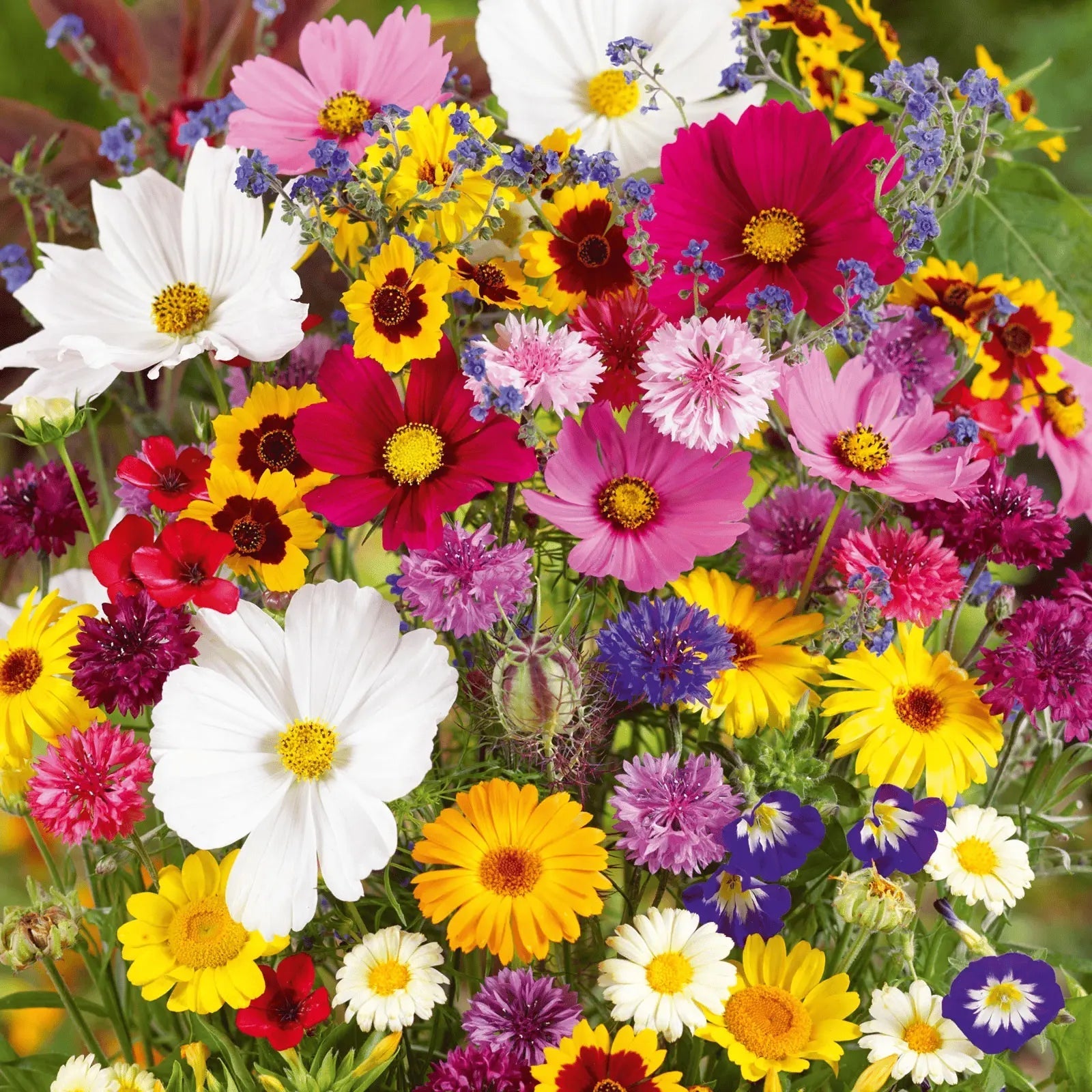 BloomMix – A Colorful Flower Variety All Year Round