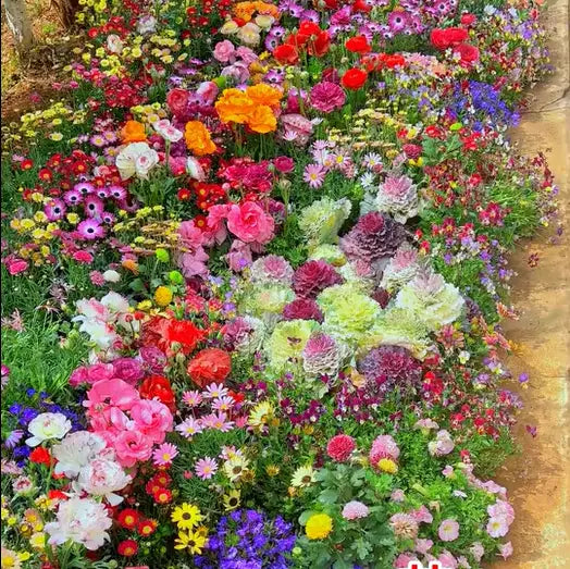 BloomMix – A Colorful Flower Variety All Year Round