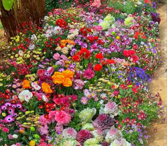 BloomMix – A Colorful Flower Variety All Year Round
