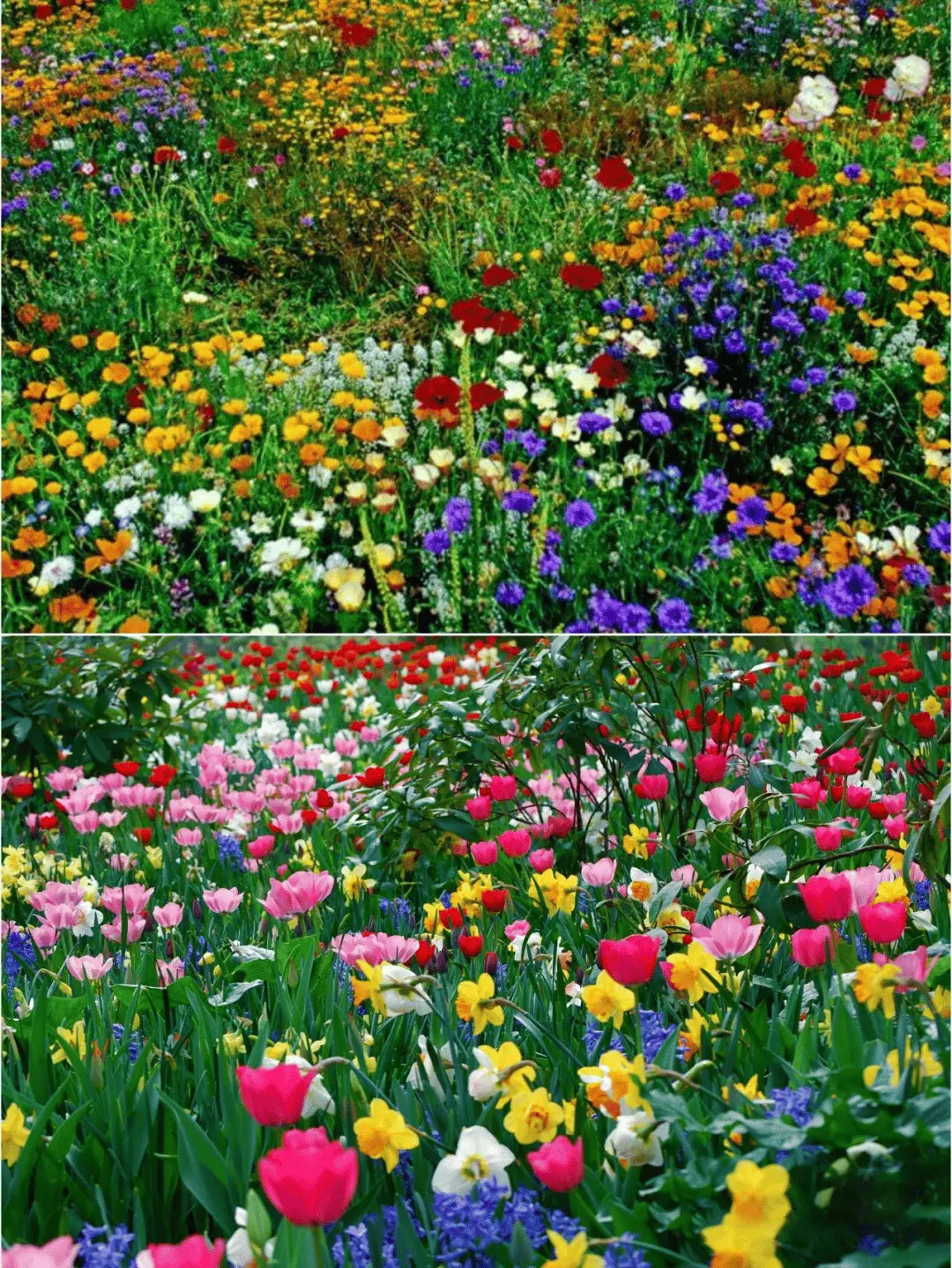 BloomMix – A Colorful Flower Variety All Year Round
