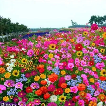 BloomMix – A Colorful Flower Variety All Year Round