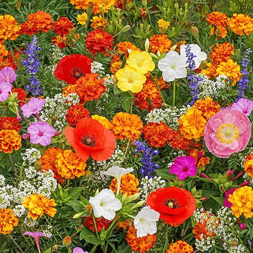 BloomMix – A Colorful Flower Variety All Year Round