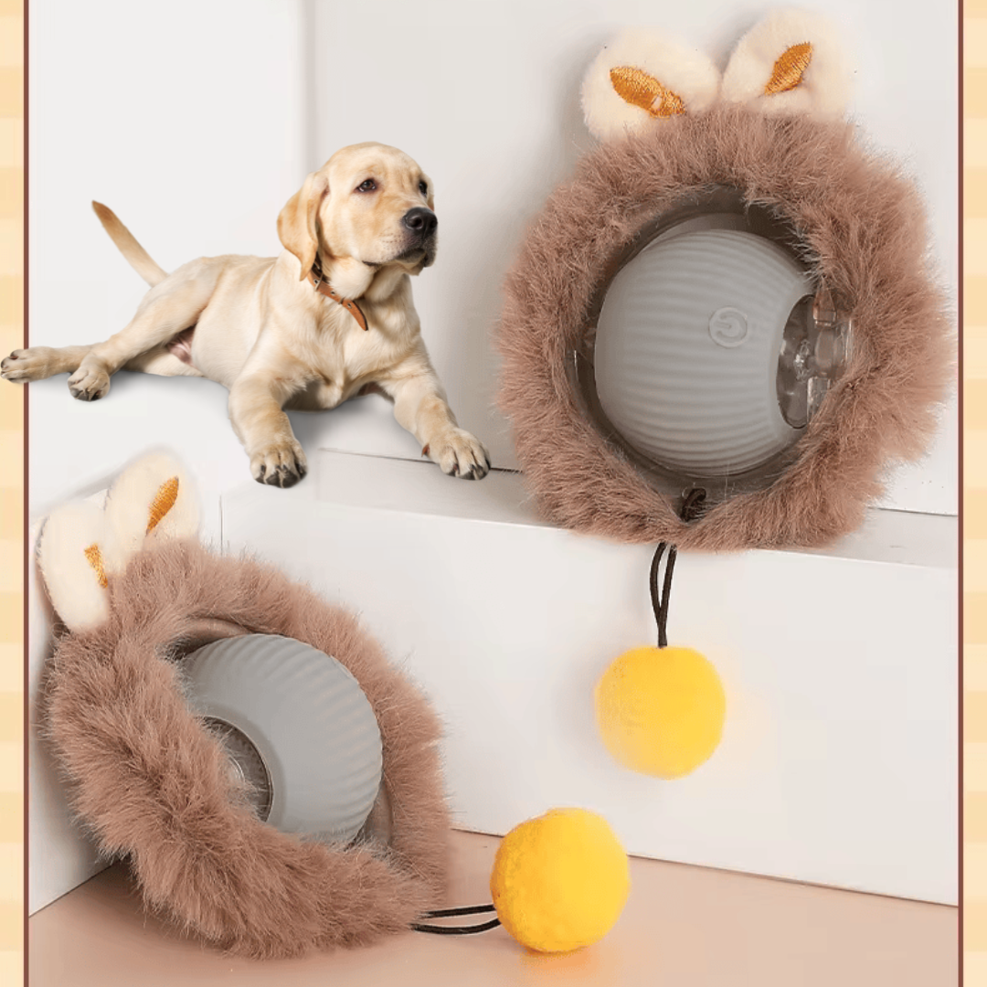 PawRoller – For Happy, Balanced Dogs!
