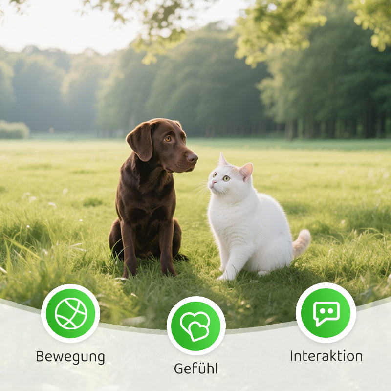 2+1 FREE | PawChase – Play, Pounce & Squeak Fun for Your Cat!