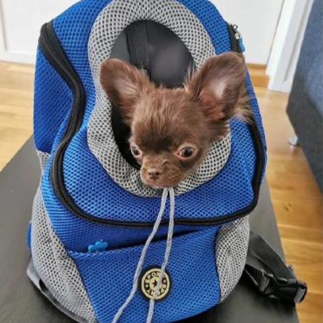 PawCarry – Traveling Together Everywhere
