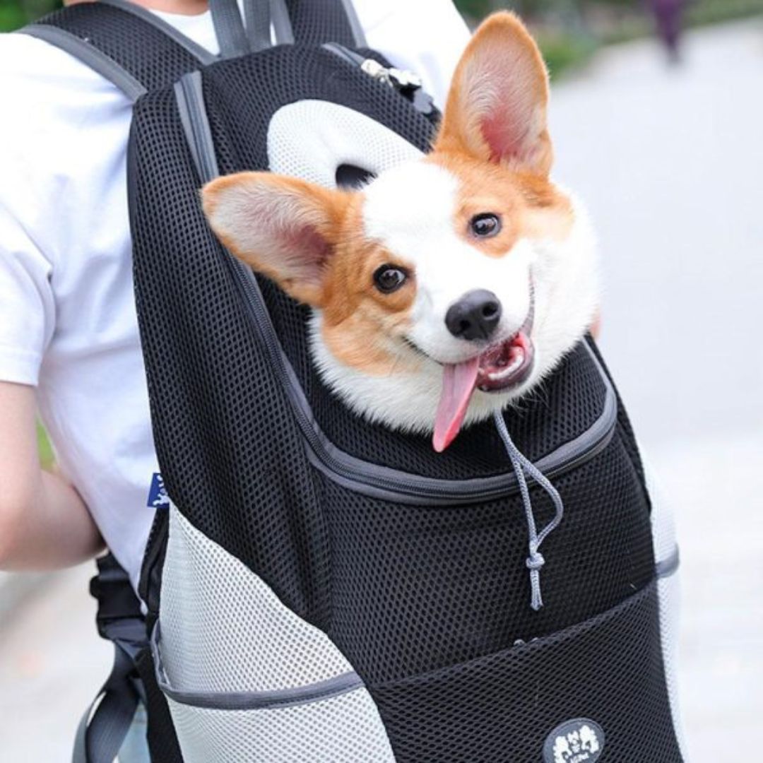 PawCarry – Traveling Together Everywhere