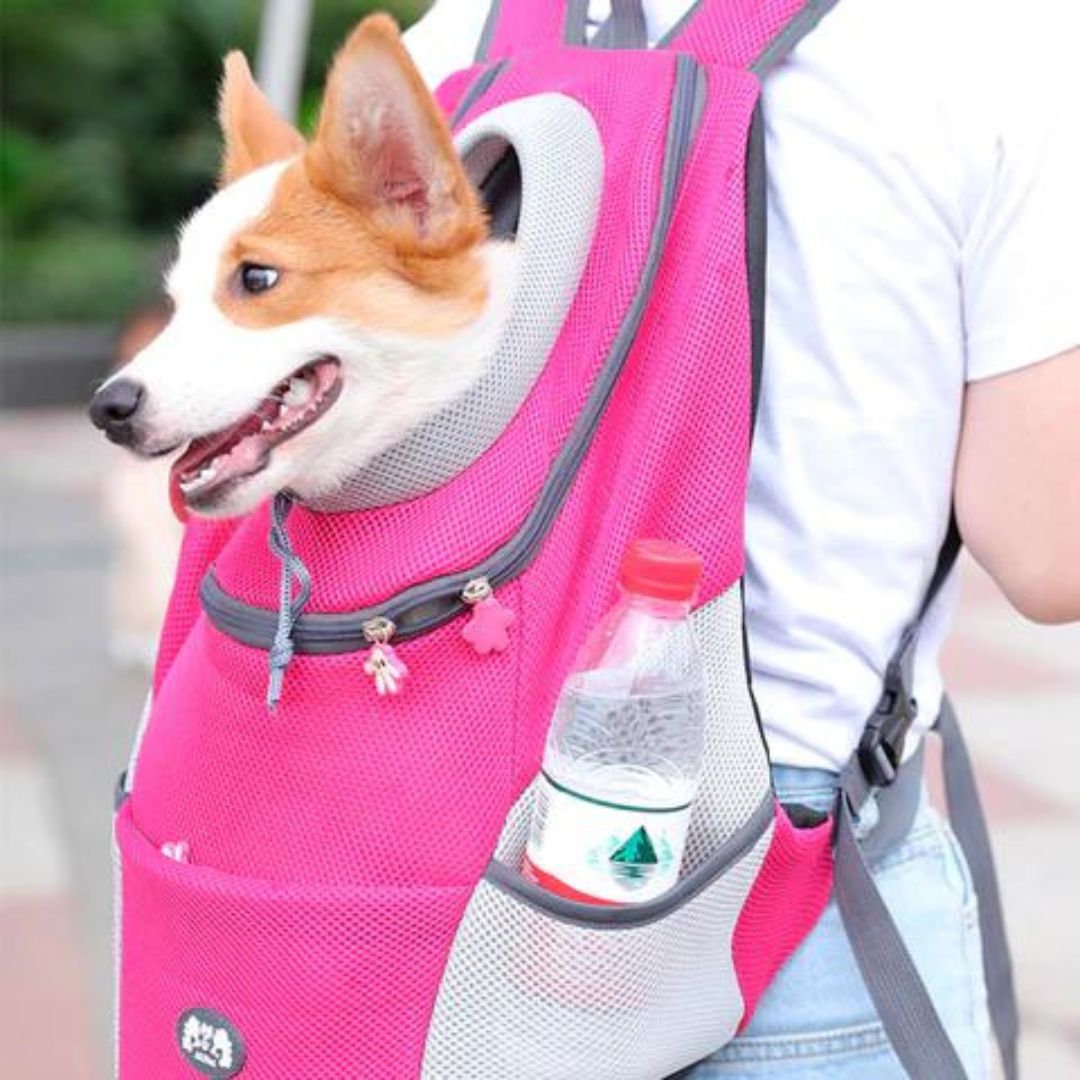 PawCarry – Traveling Together Everywhere