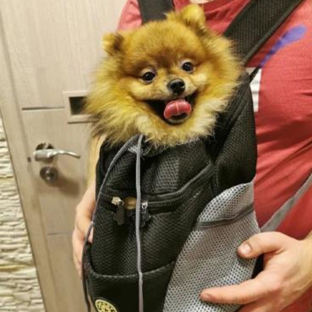 PawCarry – Traveling Together Everywhere