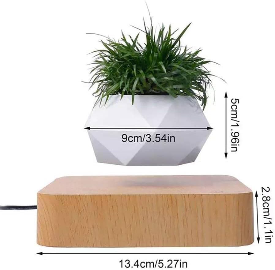 Plantlev – The Floating Plant That Attracts All Eyes!
